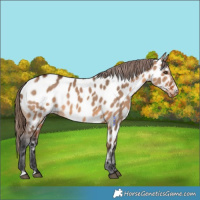 Horse Color:Bay Dun Near Leopard 