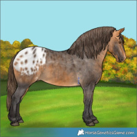 Horse Color:Buckskin Blanket 