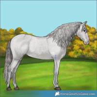 Horse Color:Grullo Appaloosa 