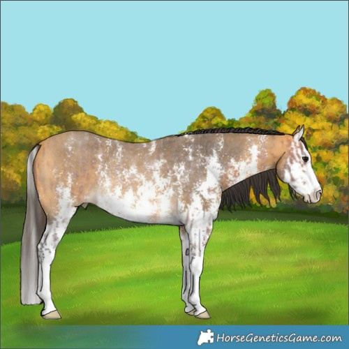 Horse Color:Bay Roan Sabino Rabicano  and Buckskin Sabino Splash Rabicano 