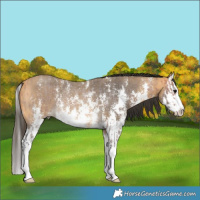 Horse Color:Bay Roan Sabino Rabicano  and Buckskin Sabino Splash Rabicano 