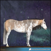 Horse Color:Bay Roan Sabino Rabicano  and Buckskin Sabino Splash Rabicano 