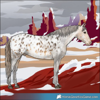Horse Color:Brown Appaloosa and Buckskin Appaloosa