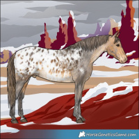 Horse Color:Brown Appaloosa  and Buckskin Appaloosa 