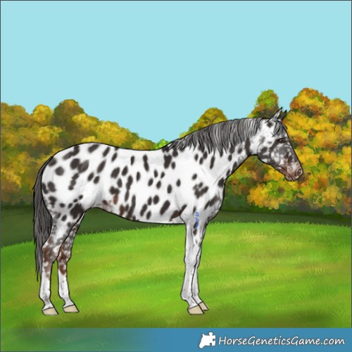 Horse Color:Liver Chestnut Tobiano Appaloosa 