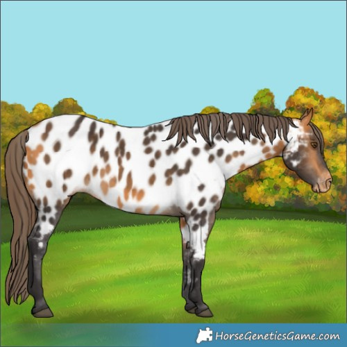 Horse Color:Buckskin Appaloosa 