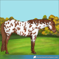 Horse Color:Chestnut Near Leopard 