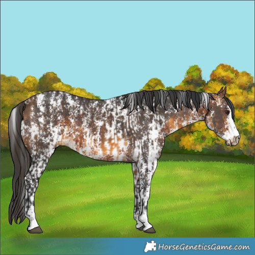 Horse Color:White Spotted Buckskin  and Brown Sabino 