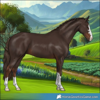 Horse Color:Liver Chestnut