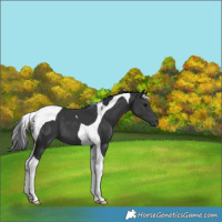Horse Color:Black Tobiano