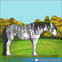 Horse Color:Black Sabino 