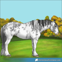 Horse Color:Black Sabino