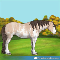 Horse Color:Amber Champagne Sabino 