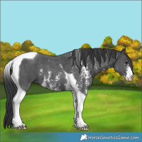 Horse Color:Black Sabino Tobiano