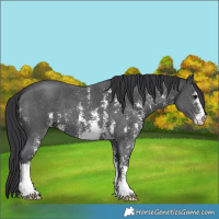 Horse Color:Black Sabino
