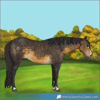 Horse Color:Buckskin 