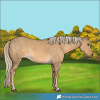 Horse Color:Chocolate Palomino Dun Rabicano 