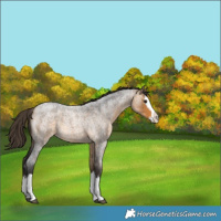 Horse Color:Buckskin Roan Splash