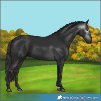 Horse Color:Gray Liver Chestnut
