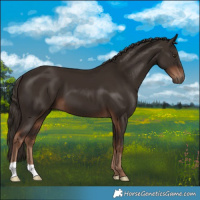 Horse Color:Liver Chestnut