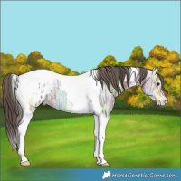 Horse Color:Bay Ice Tobiano Appaloosa 
