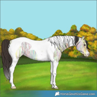 Horse Color:Bay Ice Dun Tobiano 