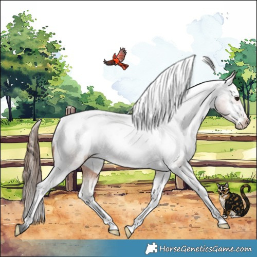 Horse Color:Bay Appaloosa 