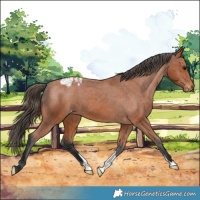 Horse Color:Bay Appaloosa 