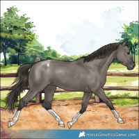 Horse Color:Grullo Appaloosa 