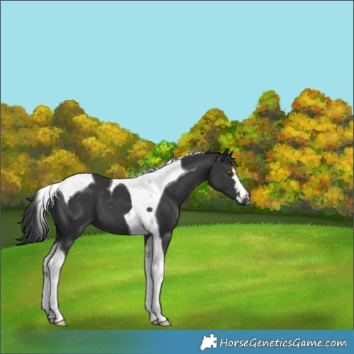 Horse Color:Black Tobiano