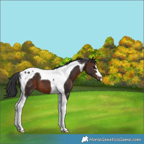 Horse Color:Brown Tobiano 