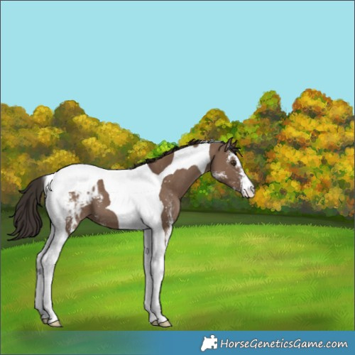 Horse Color:Liver Red Dun Sabino Tobiano Appaloosa