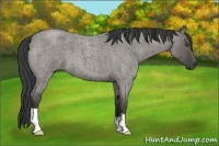 Horse Color:Unknown 