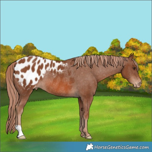 Horse Color:Chestnut Blanket Rabicano