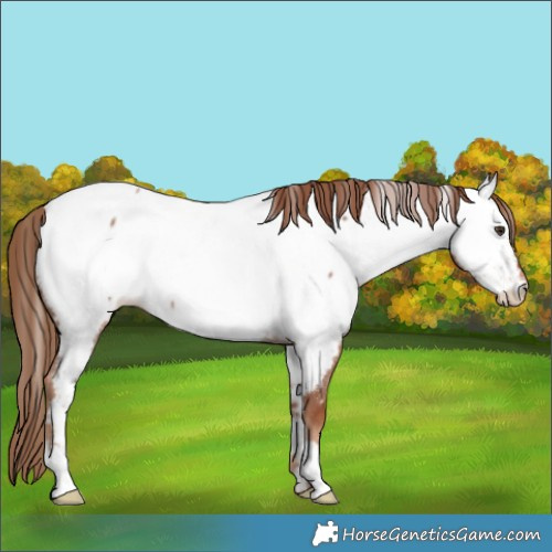 Horse Color:Red Roan Near Fewspot Rabicano 