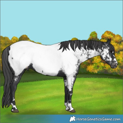 Horse Color:Black Near Fewspot 