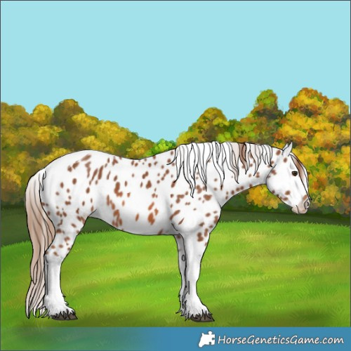 Horse Color:Chestnut Tobiano Appaloosa 