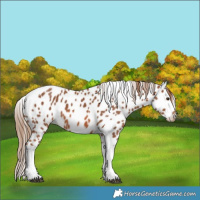 Horse Color:Chestnut Tobiano Appaloosa