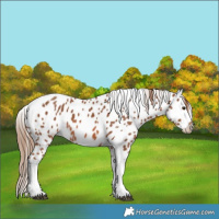Horse Color:Chestnut Tobiano Leopard 