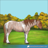 Horse Color:Red Roan Tobiano 