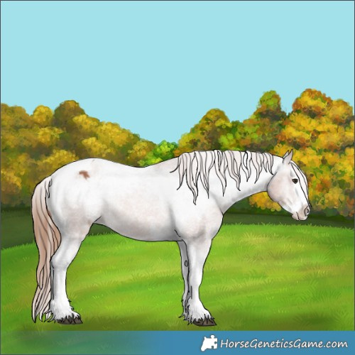 Horse Color:Chestnut Sabino Splash Tobiano Appaloosa 