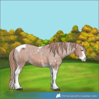 Horse Color:Chestnut Sabino Splash Tobiano Appaloosa 