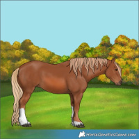 Horse Color:Chestnut Tobiano