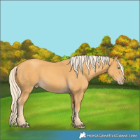 Horse Color:Gold Cream Champagne