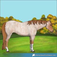Horse Color:Red Roan Tobiano 
