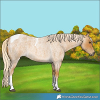 Horse Color:Palomino Roan Tobiano