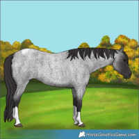 Horse Color:Smoky Blue Roan Tobiano 
