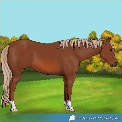 Horse Color:Chestnut 