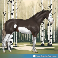 Horse Color:Liver Chestnut Splash Frame 