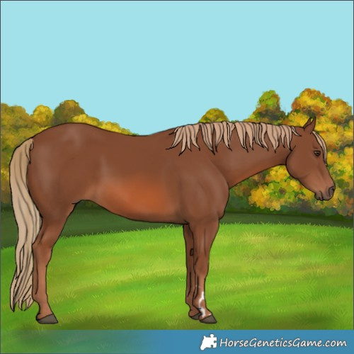 Horse Color:Chestnut 